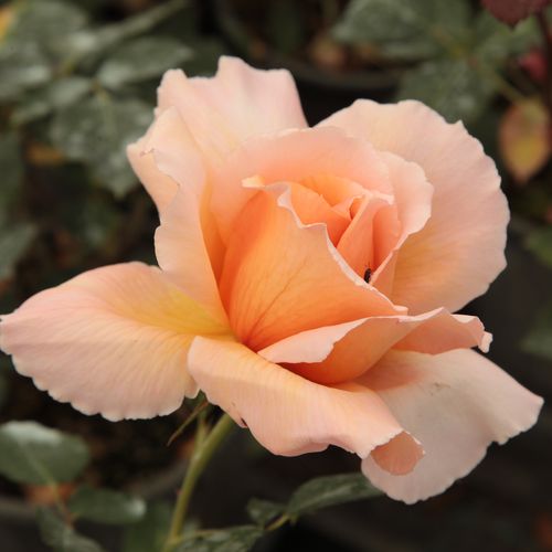 Rosa Just Joey™ - naranja - Árbol de Rosas Híbrido de Té - rosal de pie alto- forma de corona de tallo recto